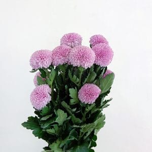 Ping Pong Light Purple (6 Stalks)
