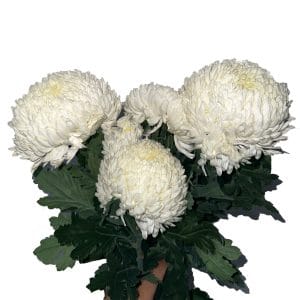 Paper Mum White (6 Stalks)