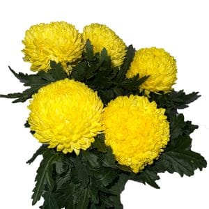 Paper Mum Yellow (6 stalks)