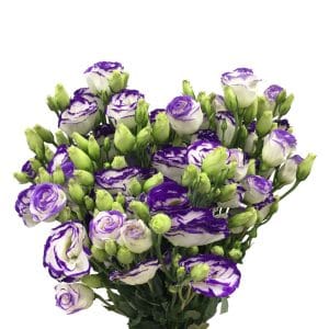 Eustoma 2 Tone Purple China (Half Bundle)