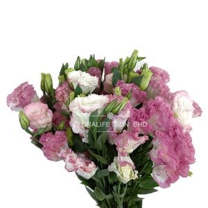 Eustoma 2 tone pink China (Half Bundle)
