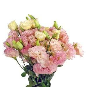 Eustoma Champagne China (Half Bundle)