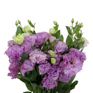 Eustoma Light Purple China (Half Bundle)