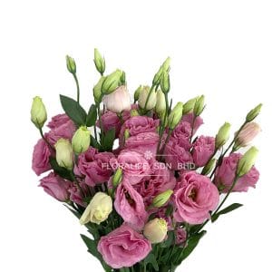 Eustoma Pink China (Half Bundle)