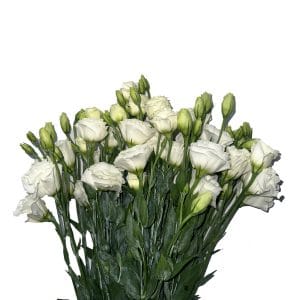 Eustoma White China (Half Bundle)
