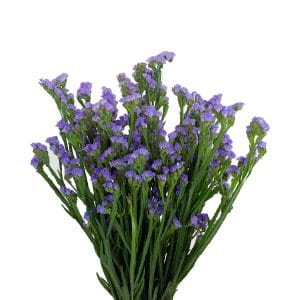 Statice Light Purple ( Half Bundle )