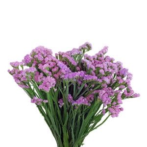 Statice Pink ( Half Bundle )