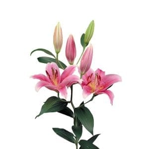 Pink Lily (5 Stalks)